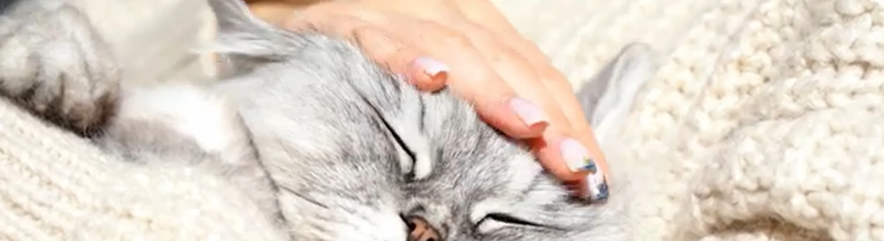 gray cat sleeping on a blanket while being pet